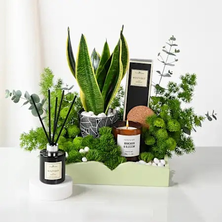 Low-Maintenance Office Plants to Gift in the UAE