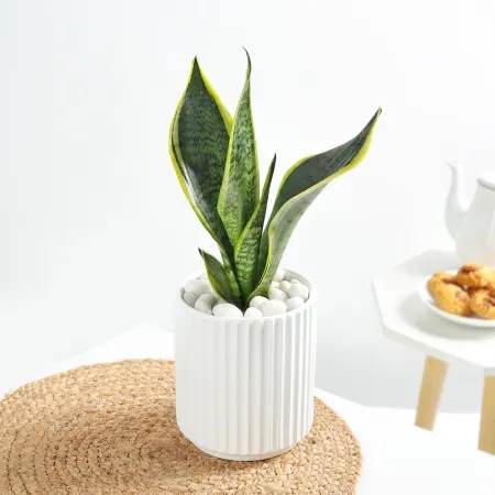 Top 07 Indoor Plants That Thrive in the UAE Home Environment
