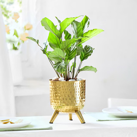 Best Lucky Plants to Gift for Prosperity in the UAE